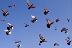 Inspection anti-pigeons à Paris