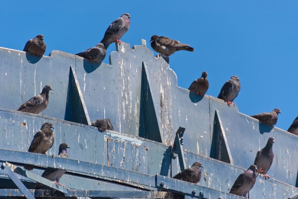 Lutte anti pigeon résidentielle