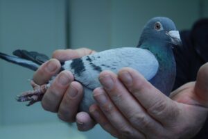Solutions anti fiente de pigeons à Paris : protégez votre immeuble efficacement