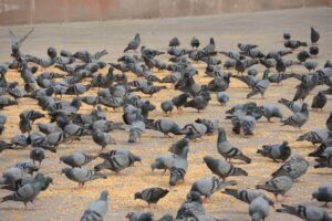 Lutte contre les oiseaux à Paris : solutions efficaces pour volatiles nuisibles