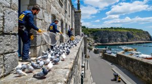 entreprise de dépigeonnage à concarneau (29900) proposant des solutions efficaces de nettoyage à prix compétitifs. contactez notre société pour un devis personnalisé.