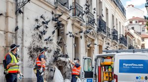 entreprise de dépigeonnage à manosque (04100) proposant des solutions efficaces pour éliminer les pigeons. découvrez nos tarifs compétitifs et nos services de nettoyage adaptés à vos besoins.