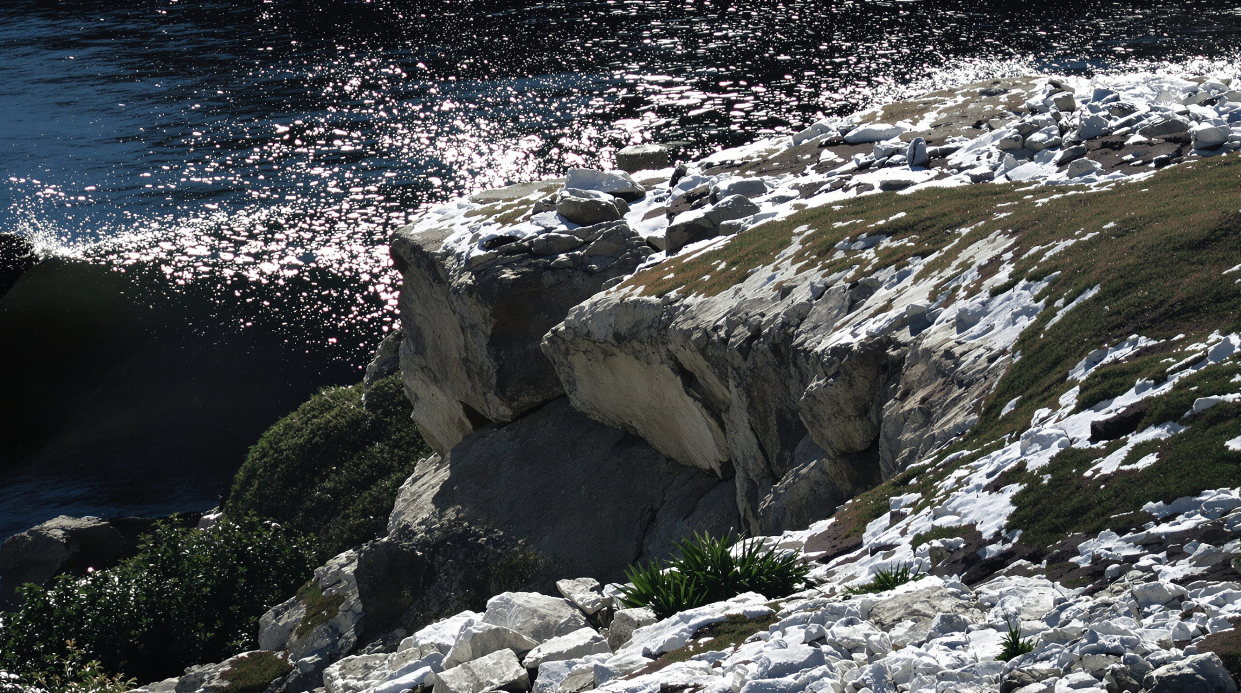 Nettoyage des gouttières envahies par les fientes de pigeons : prévention et entretien